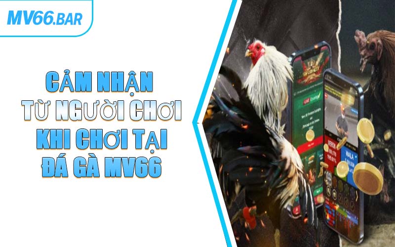Cảm Nhận Từ Người Chơi Khi Chơi Tại Đá Gà MV66