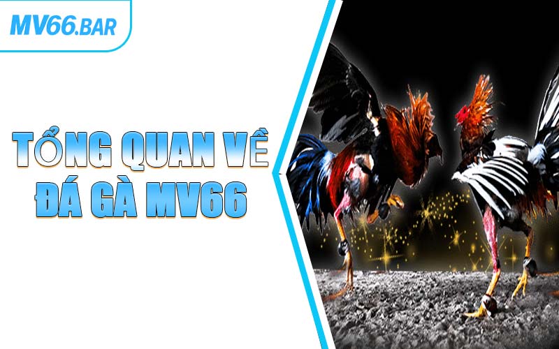 Tổng Quan Về Đá Gà MV66